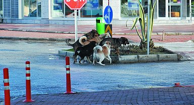 Gazipaşa'da vatandaşlar başıboş köpeklerden şikayetçi