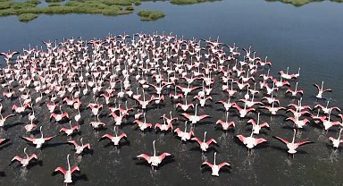Gediz Deltası'nda allı turnalardan görsel şölen