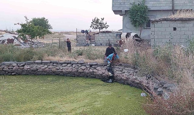 Gölete düşen oğlak kurtarıldı: Annesi kurtarılmasını bekledi
