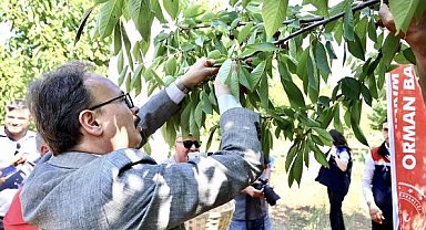 Gölpazarı'nda ilk kiraz hasadı yapıldı