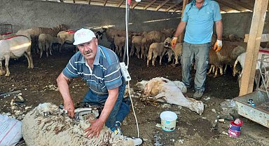 Günyüzü'nde koyun kırkım sezonu başladı