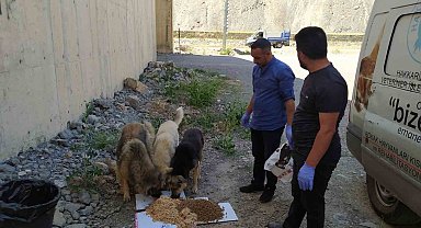 Hakkari'de sokak hayvanları için sakatat bırakıldı