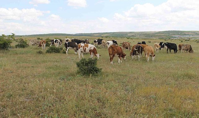 Hastalıktan ari Trakya'da kurbanlıklar ilgi görüyor