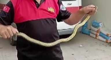 Hastane morgu önünde yılan paniği