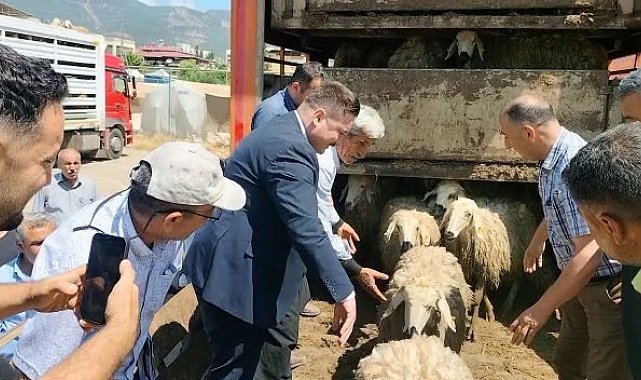 Hatay'da depremde hayvanlarını kaybedenlere küçükbaş dağıtıldı