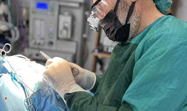 Hayati tehlikesi bulunan sokak hayvanlarına ücretsiz müdahale