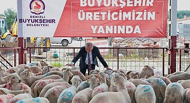 Hayvancılığa damızlık koç desteği