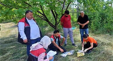 Iğdır'da yetişen ürünlerden numune alınıyor