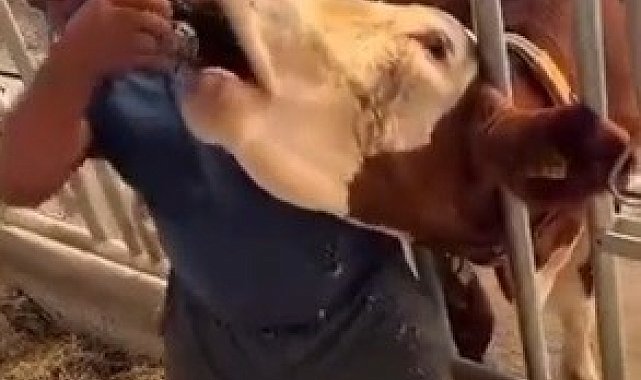 İneğe içki şişesinde sıvı veren şahıs yakalandı