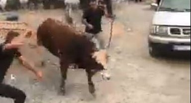 İpini koparan boğa Hopa'da kurban pazarını birbirine kattı