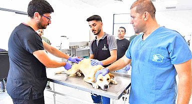 İzmir'de bir yılda 25 bin kedi ve köpek kısırlaştırıldı