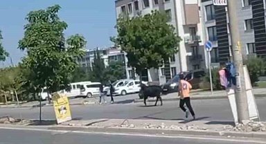 İzmir'de kurbanlık danalar kaçtı, sahipleri kovaladı