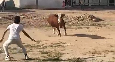 Kaçan kurbanlık boğa ortalığı birbirine kattı