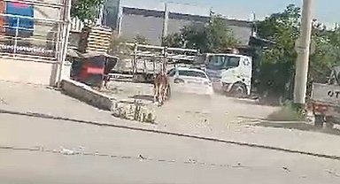 Kaçan kurbanlıklar zor anlar yaşattı