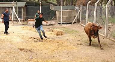 Kaçan kurbanlıkları "Tim" yakalayacak