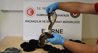 Kapıkule'de yavru piton operasyonu