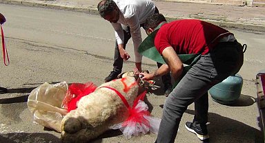 Kars'ta geline "süslü koç gönderme geleneği" sürüyor