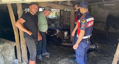 Kaybolan 4 buzağı jandarma dronla buldu