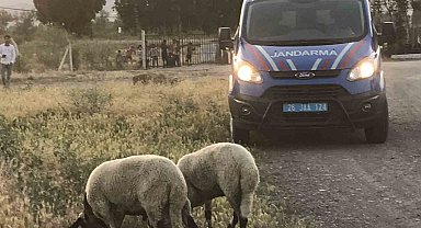 Kaybolan kurbanlık koyunları jandarma ekipleri buldu