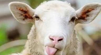 Kayseri Talas Belediyesi'nden kurban alanlarına servis