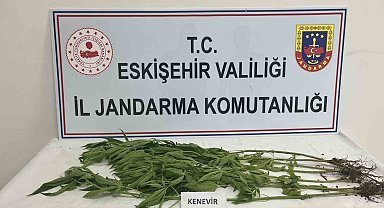 Kenevir yetiştiren şahıslara jandarma operasyonu