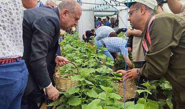 Keşan'da Tarım Bölümü öğrencilerinin serada yetiştirdiği salatalıklar hasat edildi
