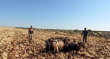 Kilis'te kaybolan 15 küçükbaş hayvanı Jandarma buldu