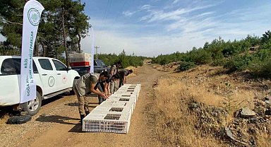 Kilis'te yüzlerce keklik doğaya bırakıldı