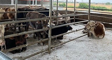 Kırklareli 27 kaçak hayvan ele geçirildi