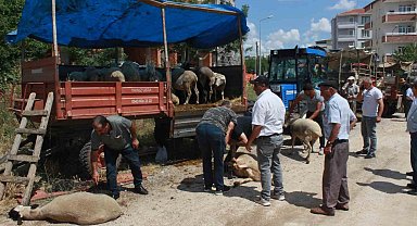 Kırklareli'nde kurbanlar alıcısını bekliyor