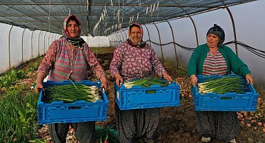 Kocaeli Büyükşehir'den kooperatiflere yüzde 75 hibeli tarım desteği