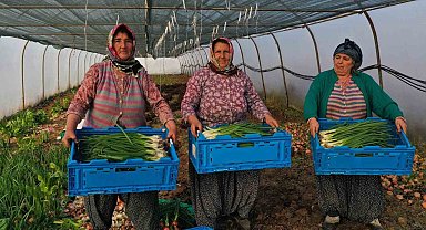 Kooperatiflere yüzde 75 hibeli tarım desteği