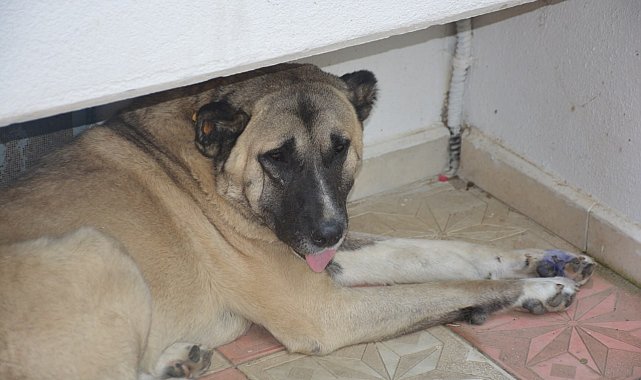 Köpeğe tekme iddiası ortalık karıştırdı: İki komşu böyle birbirine girdi