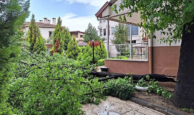 Köyceğiz'de yağışla birlikte etkili olan rüzgar ağaçları devirdi