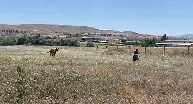 Kurban Bayramının ilk 'kaçağı' Elazığ'dan: Kurbanlık inek sahibinin omurgasını kırıp kaçtı