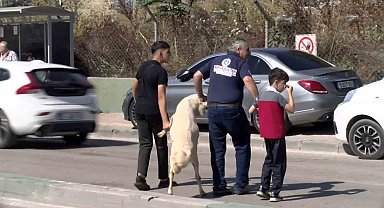 Kurbanlığı ayaklarından tutup çocuk gibi yürüttüler