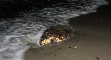 Kuşadası'nda sahilde caretta caretta türü deniz kaplumbağası ölü olarak bulundu