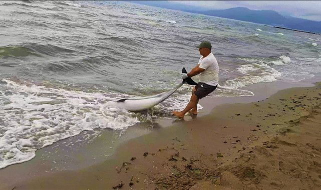 Kuşadası'nda yunus vakaları devam ediyor