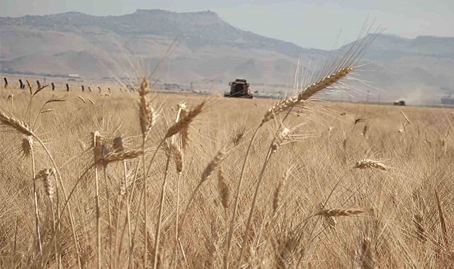 Mardin'de buğday tarlalarında hasat mesaisi başladı