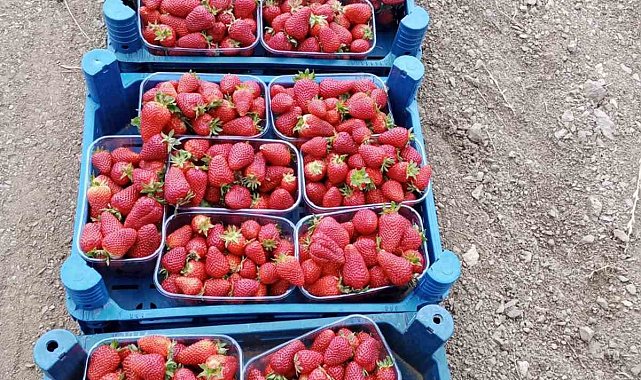Muğla'nın çilekleri market raflarında