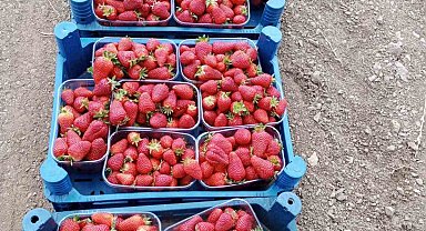 Muğla'nın çilekleri market raflarında