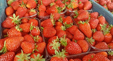 Muğla'nın çilekleri Migros raflarında