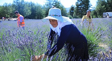 Muğla'nın Lavanta Bahçesi ziyarete açılıyor
