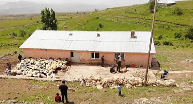 Muş'ta koyun kırkma mesaisi başladı