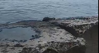 Nesli tehlikede olan o hayvan Tekirdağ'da görüldü
