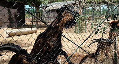 Orduzu bayram süresince öğrencilere ücretsiz