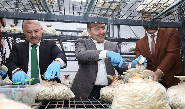 Reishi mantarının ilk hasadı yapıldı