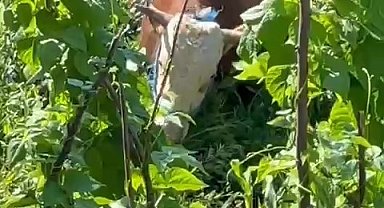 Rize'de kaçan kurbanlık sahiplerine zor anlar yaşattı