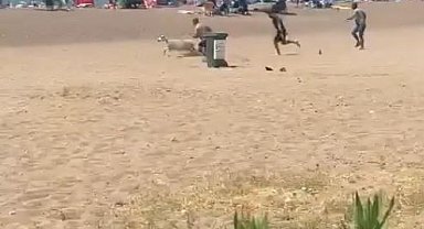 Sahibinden kaçan kurbanlık kuzu plajı birbirine kattı