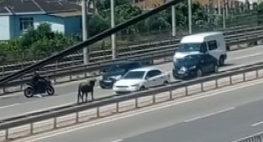 Sahibinin elinden kaçan dana D-100'ü birbirine kattı